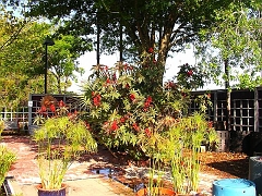 04-09 01 Castor Bean Plant